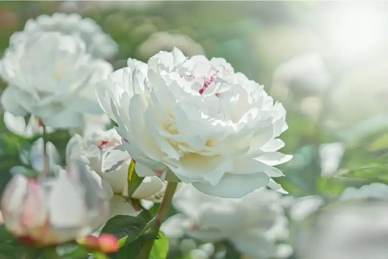Una hermosa flor blanca de peonía, con pétalos suaves y delicados, se abre bajo la luz del sol.
