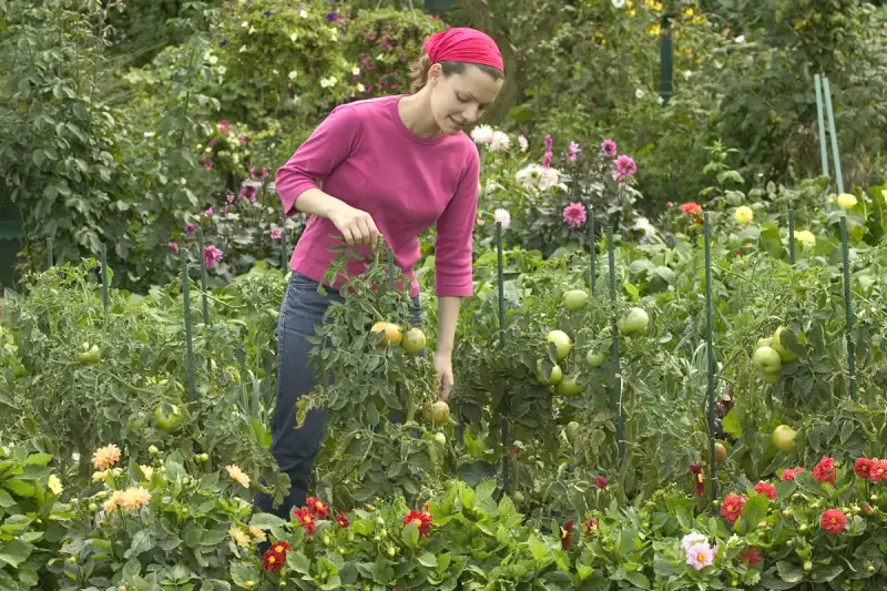 Une femme dans un jardin luxuriant, examinant une plante sauvage de tomates. Des fleurs colorées bordent le chemin.