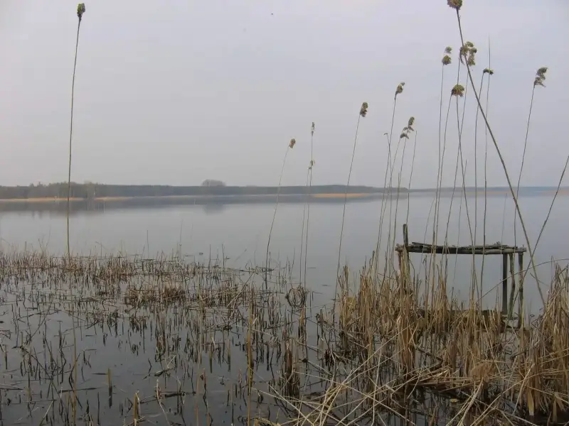 Spokojne jezioro Wierzbiczańskie otoczone trzcinami i lasem. Na pierwszym planie widoczny stary pomost.