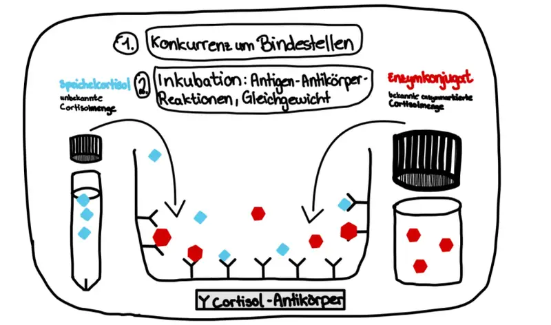 Elisa's ELISA-Test: Speichelcortisol konkurriert mit Enzymkonjugat um Antikörperbindung.