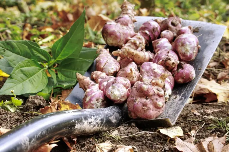 Une pelle remplie de légumes anciens tubercules, des topinambours fraîchement récoltés, prêts à être cuisinés.
