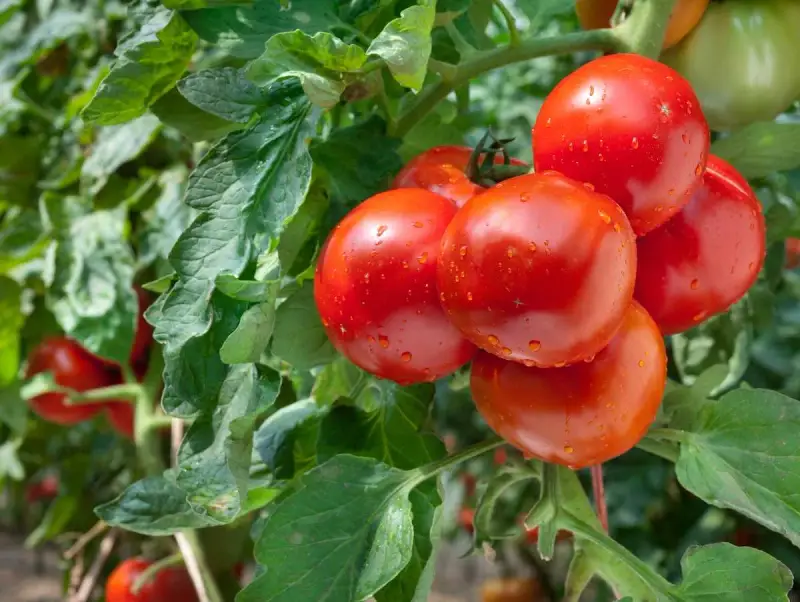 Gros plan sur un plan de tomate avec des fruits rouges brillants et des feuilles vertes.