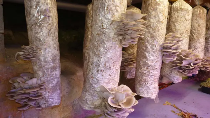 Des pleurotes poussent sur des troncs de culture maison, prêts à être récoltés.
