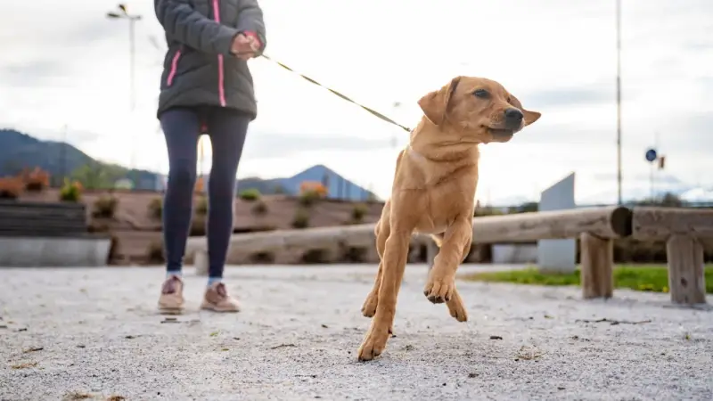 Un perro tira de la correa con entusiasmo, saltando en el aire mientras su dueño lo sujeta.