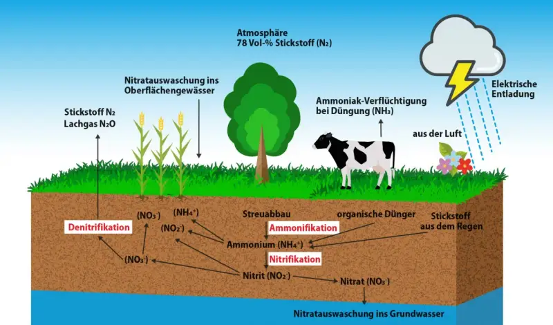 Schema des Stickstoffkreislaufs: Atmosphäre, Pflanzen, Kuh, Boden mit Prozessen wie Nitrifikation und Denitrifikation, sowie Auswaschung ins Grundwasser.