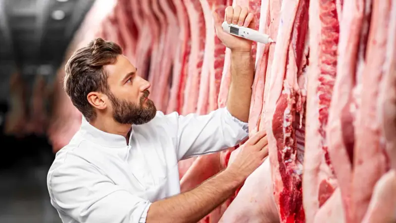 Metzger prüft mit Thermometer die Qualität von abgehangenem Rindfleisch in Kühlhaus.