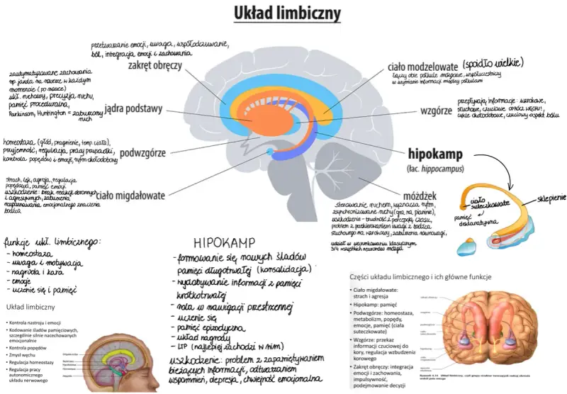 Schemat układu limbicznego z zaznaczonymi strukturami mózgu i ich funkcjami.