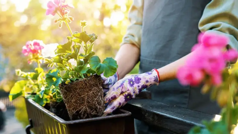 Hände in Blumenhandschuhen pflanzen Geranien in einen Balkonkasten. Die Balkonpflanzen sonne genießen.