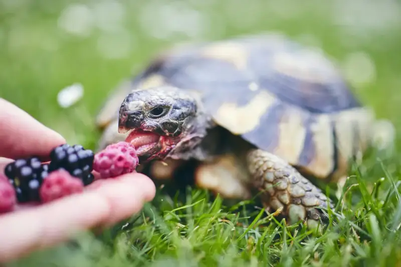 Żółw domowy z apetytem zajada malinę podaną na dłoni.