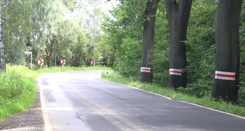 Droga zakręca wśród zieleni, a po prawej stronie stoją drzewa w skrajni, oznaczone białoczerwonymi pasami.