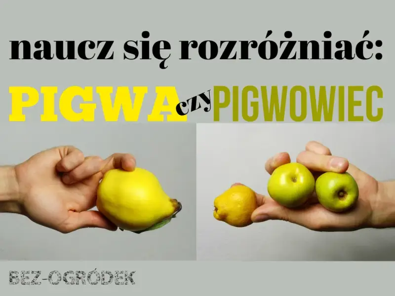 Naucz się rozróżniać: pigwa (duży, żółty owoc) czy pigwowiec (małe, zielone owoce).