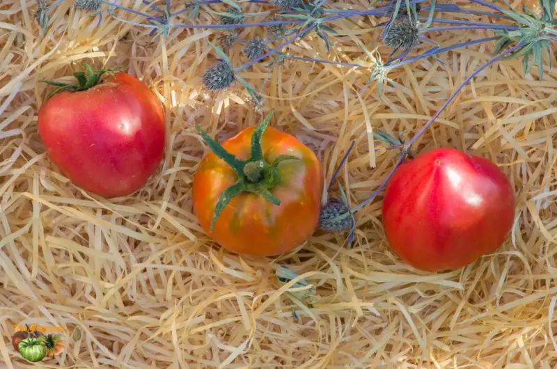 Trois tomates, dont une tomate Anna Russian, reposent sur un lit de paille avec des chardons bleus.