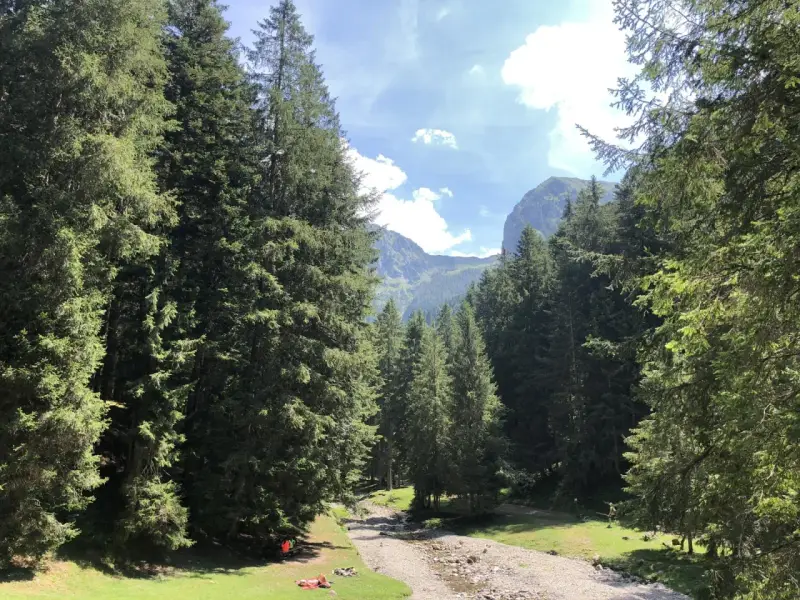Spiazzi di Gromo: un sentiero tra abeti secolari porta a un torrente, con montagne sullo sfondo. Perfetto per le passeggiate.