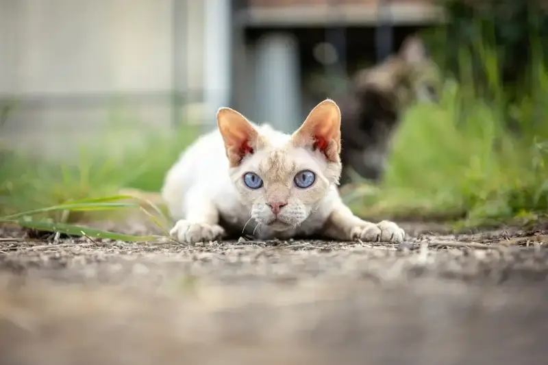 Kot bez uszu rasy Devon Rex z niebieskimi oczami leży na ziemi, gotowy do skoku.