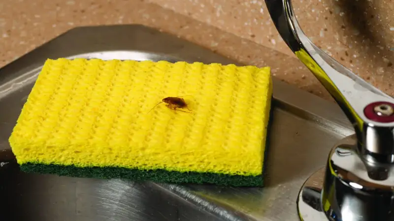 Una cucaracha sobre una esponja amarilla en un fregadero. ¿Buscas cómo matar cucarachas?