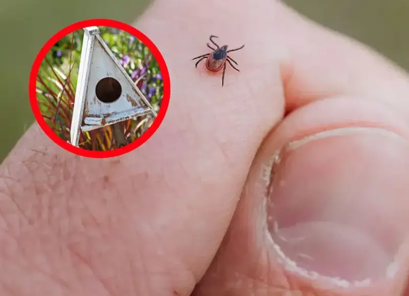 Ptak w budce lęgowej może pomóc w walce z kleszczami. Kleszcz na dłoni.