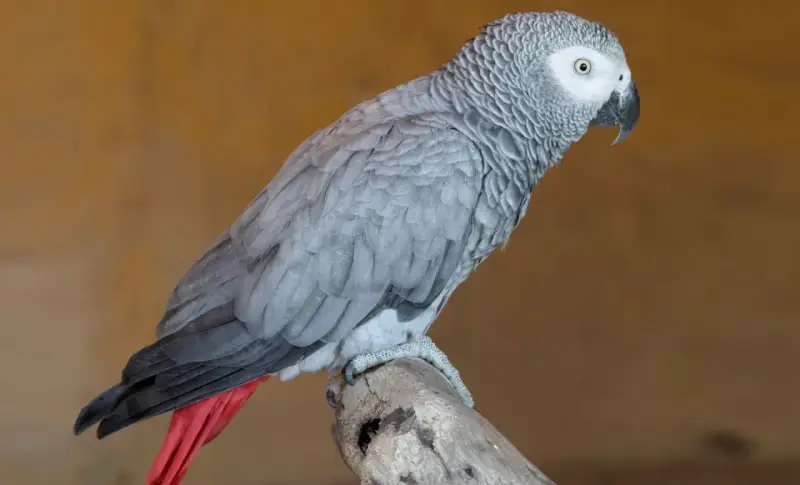 Un elegante uccello cenerino, con piume grigie e una coda rossa vivace, posa su un ramo.
