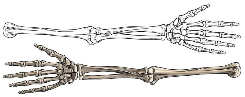 Zwei menschliche Skeletthände, eine als Umriss, die andere koloriert. Sie zeigen, wie viele Knochen ein Mensch hat, um zu greifen und zu fühlen.