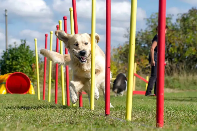 Złoty retriever z radością pokonuje tor przeszkód, demonstrując swoje umiejętności w psich sportach.