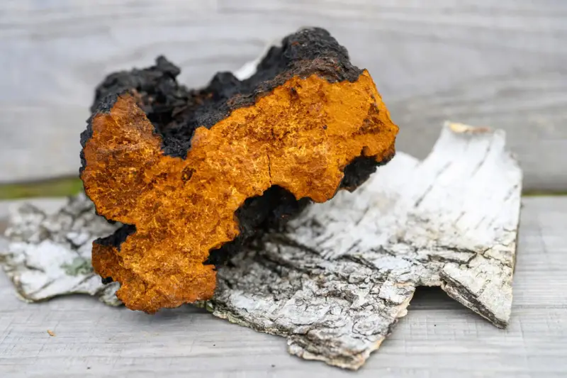 Chaga, znana ze swoich właściwości, może wywołać chaga skutki uboczne. Ten grzyb, o charakterystycznym pomarańczowo-czarnym wyglądzie, leży na korze brzozy.