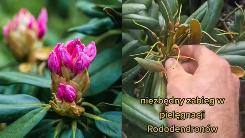 Dwa ujęcia rododendronu: jeden z pąkami różowych kwiatów, drugi z uschniętymi kwiatostanami, sugerujący, że rododendron nie kwitnie.