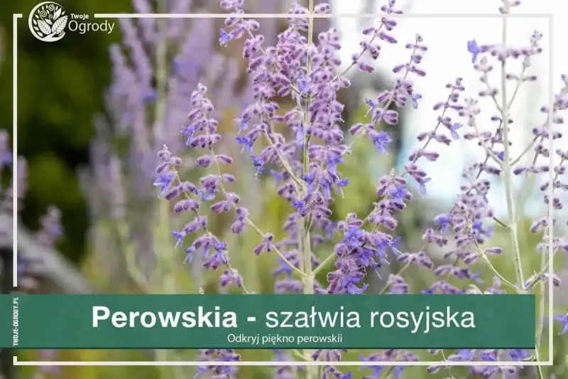 Perowskia jak gęsto sadzić? Dowiedz się, jak uzyskać efektowną rabatę z perowskiami, tworząc gęste kępy.