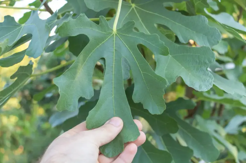 Une main touche une grande feuille de figuier verte, aux lobes profonds, sur un fond flou de verdure.