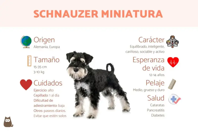 Schnauzer miniatura: carácter equilibrado, inteligente y cariñoso. Un perro activo y sociable.