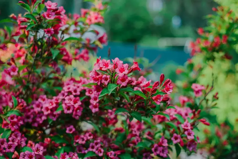 Üppige rosa Weigelienblüten im Garten. Ein Rückschnitt im Frühjahr fördert üppiges Wachstum und reiche Blüte.
