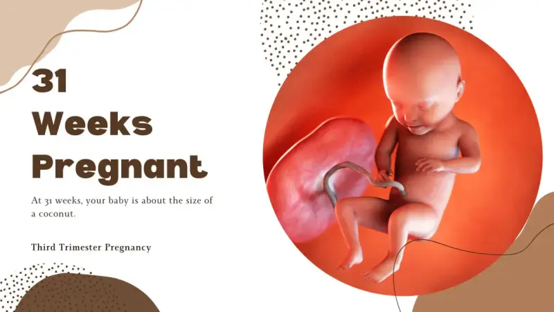 31 ssw: Ein Baby, so groß wie eine Kokosnuss, entwickelt sich im Mutterleib. Dritte Schwangerschaftswoche.