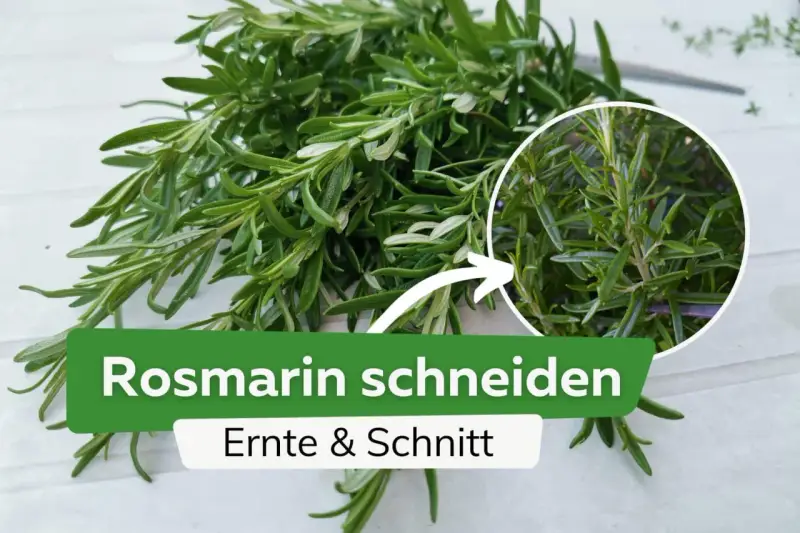 Frischer Rosmarin wird geerntet und geschnitten. Ein Kreis zeigt Nahaufnahme der Nadeln.
