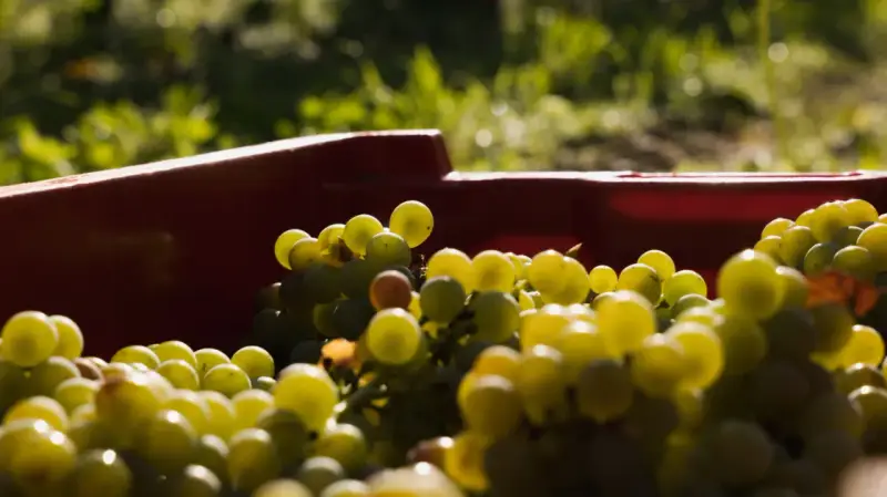 Kosz czerwonych winogron, które mogą posłużyć do produkcji wina z suszonych winogron.