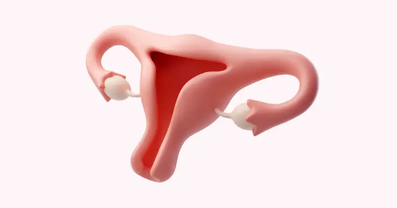 Anatomia kobieca: macica, jajowody i jajniki. Ilustracja może być użyta do omówienia o26 kod choroby.