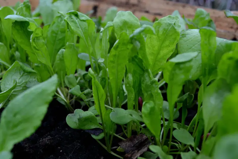 Små, gröna ruccolablad som spirar i mörk jord. Snart redo att odla och skörda för en god sallad.