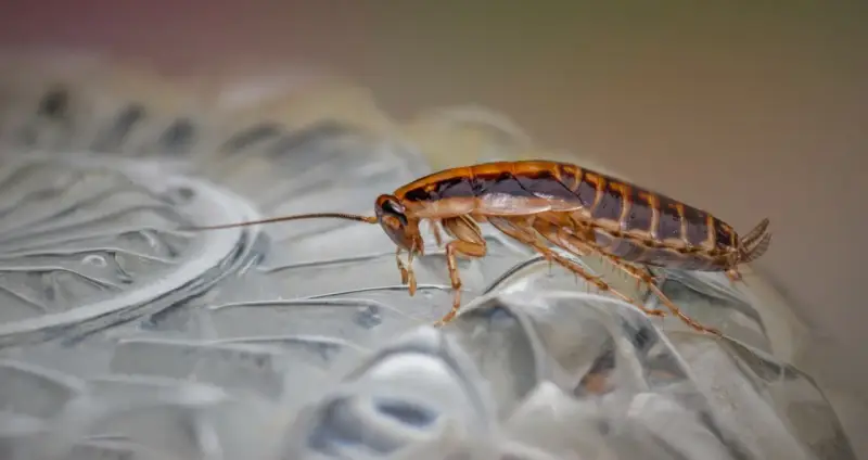 Cucaracha sobre superficie transparente. ¿Buscas cómo fumigar cucarachas casero?