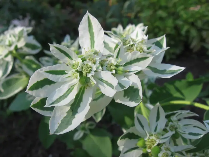 Kwiaty Euphorbia 'Diamond Frost' zachwycają bielą i zielenią.