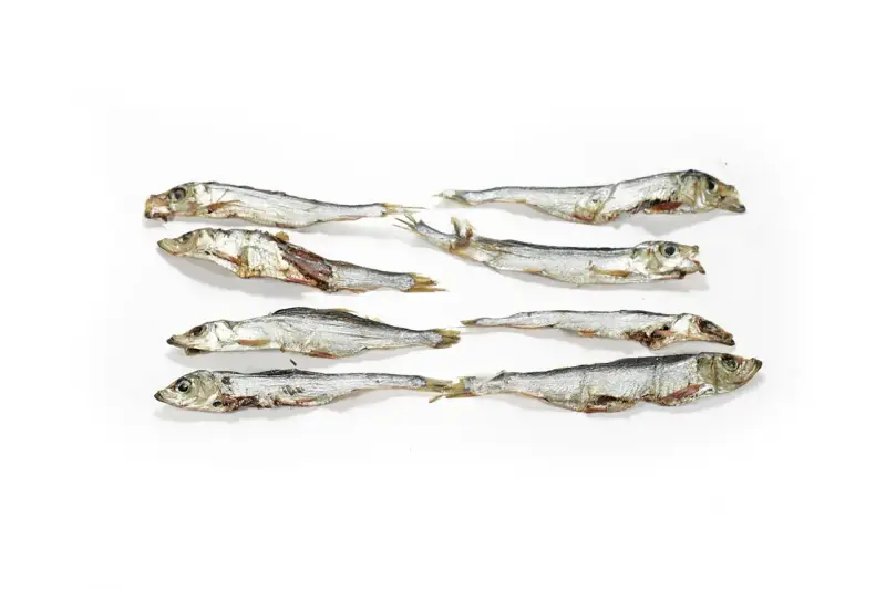 Suszone szprotki ułożone w rzędach. Czy szprotki są zdrowe? Tak, to bogactwo kwasów omega-3 i białka.