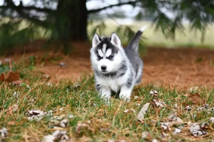 Czy husky jest dobry dla dzieci? Odkryj zalety i zagrożenia