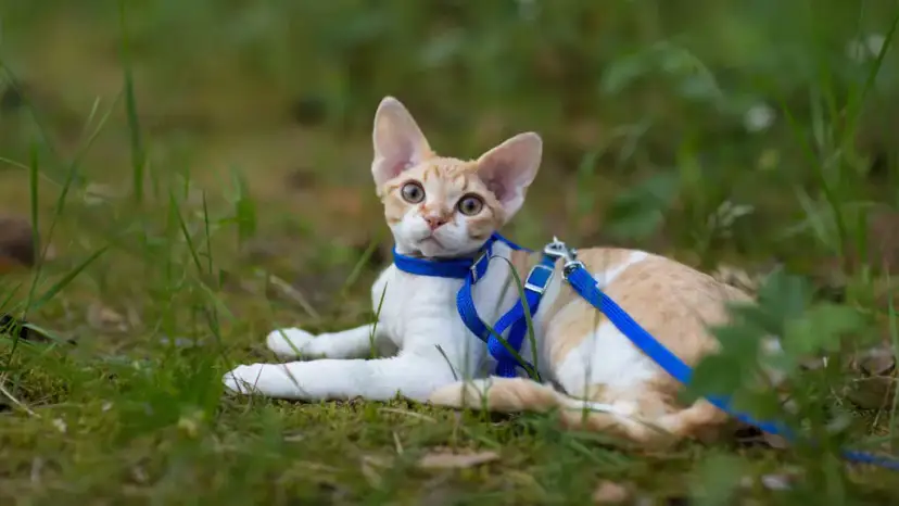 Jak dbać o kocięta Devon Rex - cechy, pielęgnacja i adopcja