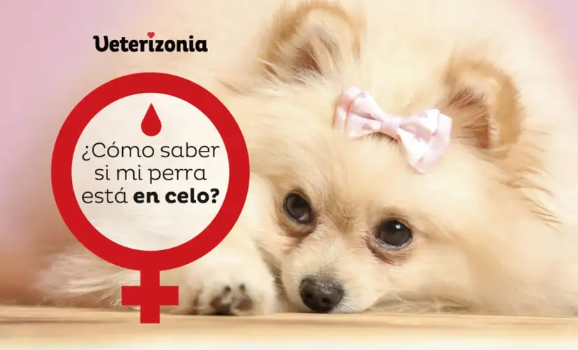 Un Pomerania con un lazo rosa en la cabeza. Un círculo rojo con un símbolo femenino y la pregunta "¿Cómo saber si mi perra está en celo?".