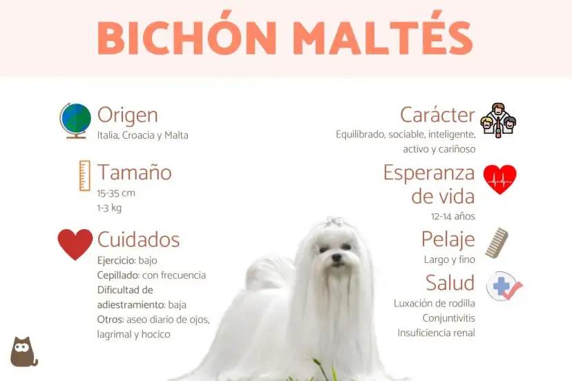 Un adorable bichón maltés de 5 meses, con su pelaje blanco y sedoso, posa para una infografía sobre la raza.