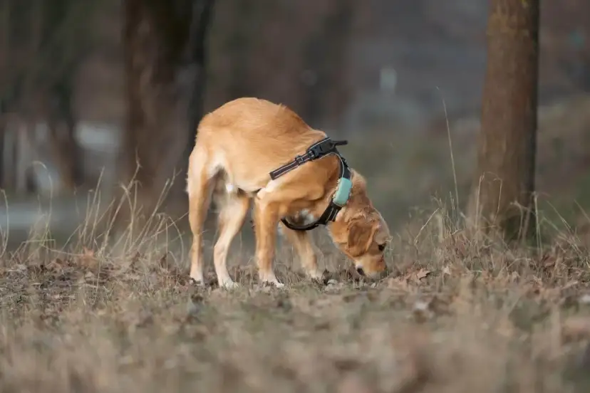 Perro de pelaje dorado olfateando el suelo, con arnés y collar. Parece que los perros machos tienen celo y está explorando el entorno.