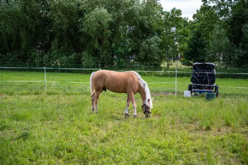 Jasnobrązowy koń z białą grzywą pasie się na łące. W tle widać drzewa i wózek z czarnym workiem, prawdopodobnie do podłączenia pastucha.