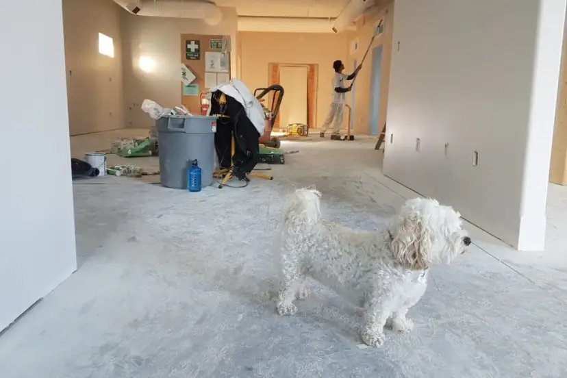 Piesek pilnuje remontu. Zastanawiasz się, ile kosztuje wyremontowanie pokoju? Widać farby, puszki i pracownika malującego ściany.