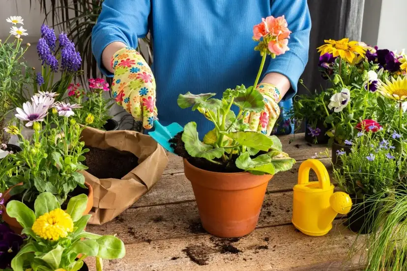 Ręce w kolorowych rękawiczkach sadzą pelargonię. Wokół piękne kwiaty, idealne, jakie kwiaty sadzić w maju.