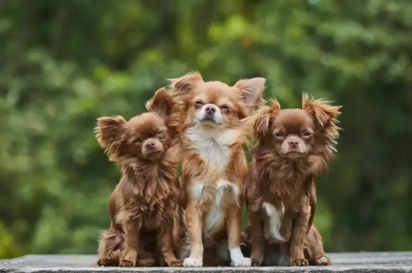 Czy chihuahua gubi sierść? Oto co musisz wiedzieć o linieniu