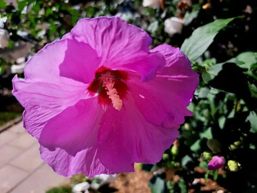 Piękny, fioletowy hibiskus kwitnie na żyznej ziemi. Widać jego delikatne płatki i pręciki.