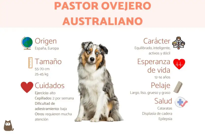 Un pastor ovejero australiano, con su pelaje merle y ojos azules, sentado. La imagen detalla su origen, tamaño, cuidados, carácter, esperanza de vida, pelaje y salud.