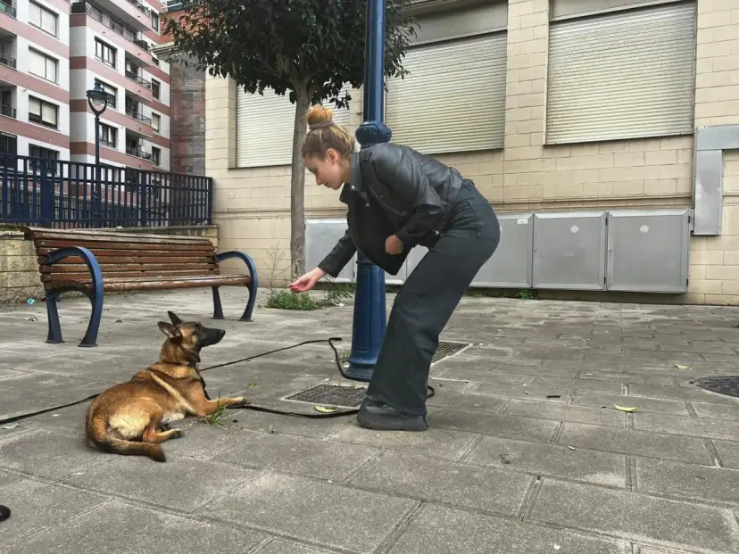 Joven adiestrador de perros entrena a su pastor belga en la calle, recompensándolo con una golosina.