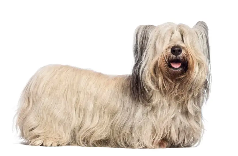 Un Skye terrier con su largo y sedoso pelaje cubriendo sus ojos, parece un peluche viviente.